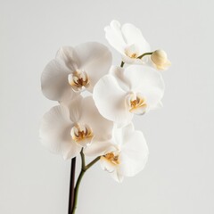 white orchid flowers on a stem