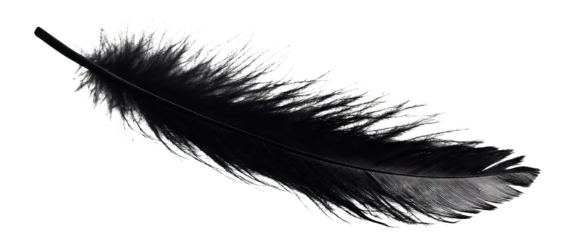 Elegant black feather floating in air, isolated on transparent cutout background

