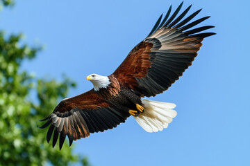 Majestic bald eagle in flight against clear blue sky