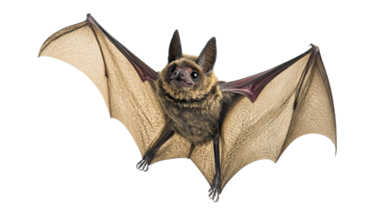Flying bat with outstretched wings, isolated on transparent cutout background	
