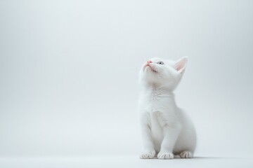 a small white kitten is looking up