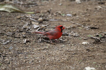 Cardinal on ground