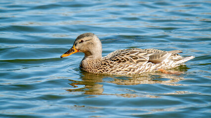 duck on the water