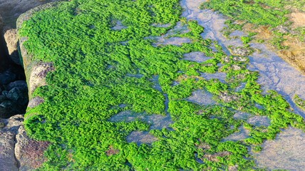 green moss on the stone wall