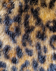 Close-up of leopard print fur pattern with rich golden and black tones. 