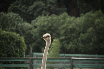 Close up of ostrich head on a blurry farmland background