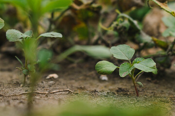 Weed sprouts, overlooked close-up plantation. Organic cultivation without pesticides.