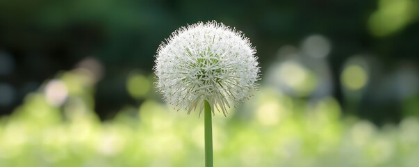 Allium flower seedhead
