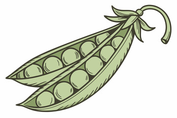 Peas vector Silhouette: Curved Pod with Visible Rounded Peas on White Background