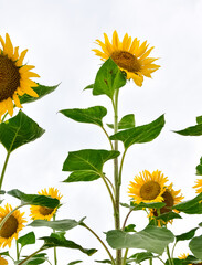 yellow flowers, agricultural products. photos of sunflowers.