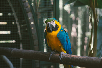 Guacamayo en Temaikén