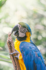 Guacamayo azul, amarillo y verde