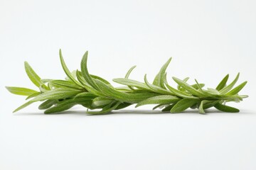 Fototapeta premium fresh rosemary sprig on white background