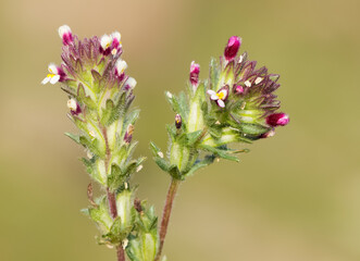 wild plants, photos of various red wild flowers