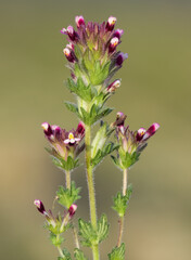 wild plants, photos of various red wild flowers