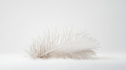 white feather on white background