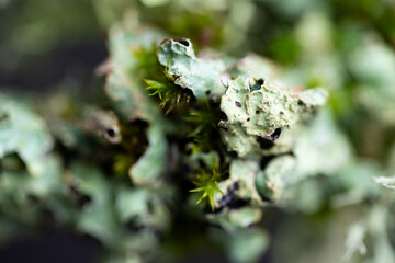 Close up of Dead Brunch with Pale Green Lichen and Moss Growing on It