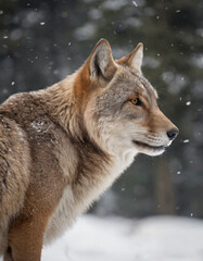 portrait of wild animals in snow, like tigers, lynxes, and wolves.