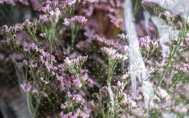 Macro Close up of Sea Lavender Flowers