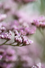 Macro Close up of Sea Lavender Flowers