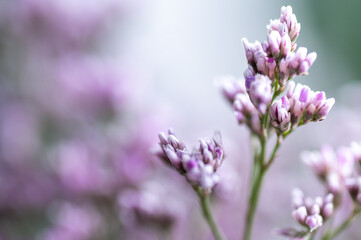 Macro Close up of Sea Lavender Flowers