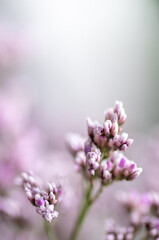 Macro Close up of Sea Lavender Flowers