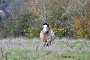 Welsh section A pony in a field 