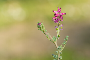 various interesting wild flower photos