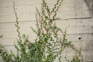muro, fábrica, hojas, hiedra, naturaleza, huerta, hojas, gemas, con textura, flor, fábrica