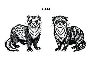 Editable Silhouette Ferret Isolated Vector Illustration