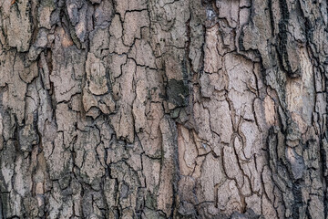 Close-up of rough tree bark texture, showcasing intricate patterns and natural colors, ideal for nature backgrounds and organic design elements.