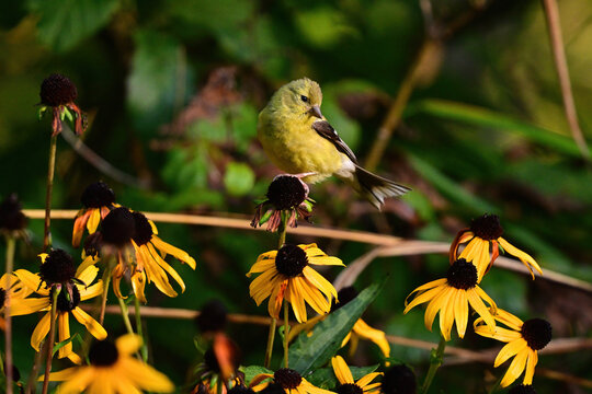 American Goldfinch on Flower