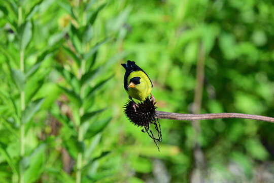 American Goldfinch on Flower