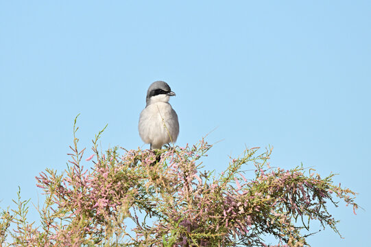 loggerhead shrike