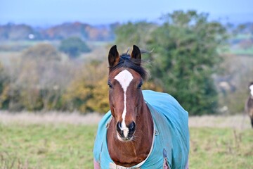 Beautiful horse wearing blanket in the field