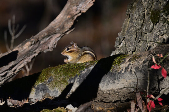 squirrel on a tree trunk