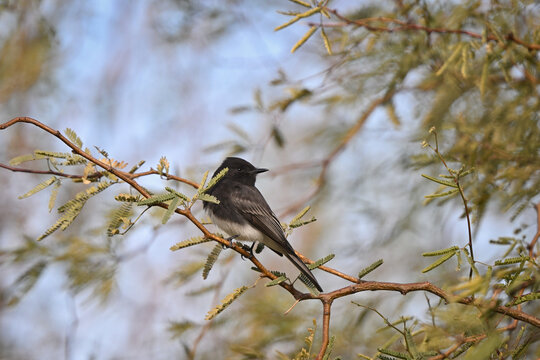 Black Phoebe Flycatcher