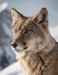 portrait of wild animals in snow, like tigers, lynxes, and wolves.