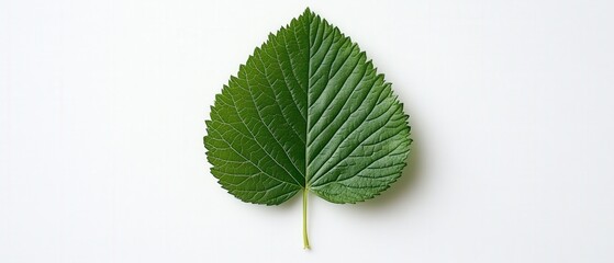 single green leaf on a white background