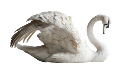 A graceful white swan isolated