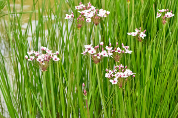 Flowering plants that grow in wetlands. aquatic plants with white flowers.