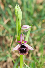 Photos of wildflowers, various bee orchids.