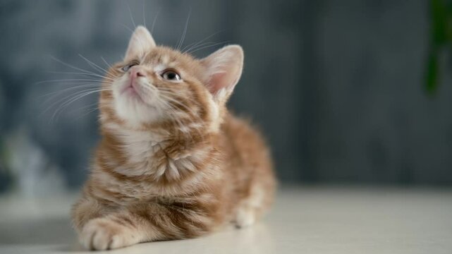 Cute Ginger Kitten, Portrait cat looking at camera. lovely pet kitty ginger cat at home