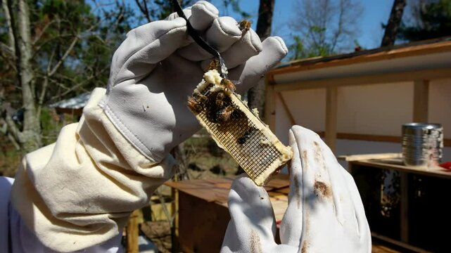 Close up of bee queen locked in small cage to be placed inside beehive where honey bees with chew or bite through hole stuffed with wax releasing queen to hive.