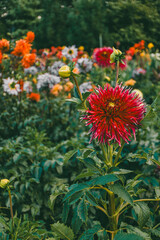 Vibrant red dahlia surrounded by green leaves in a colorful garden filled with blooming flowers.
