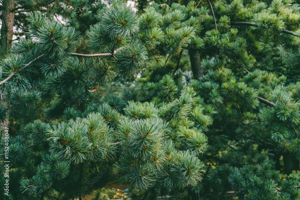 Wall mural Close-up of lush green pine tree branches with dense needle and visible textured details.
