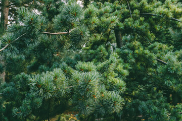 Close-up of lush green pine tree branches with dense needle and visible textured details.
