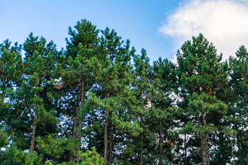 Group of tall pine trees with vibrant green foliage reaching into a blue sky with clouds.
