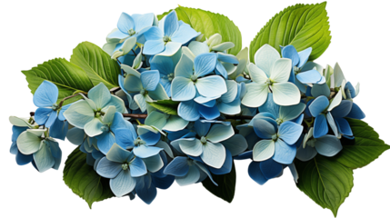 A serene display of hydrangeas in pastel blue, framed by lush greenery, ideal for romantic settings, studio view, isolated on transparent background.