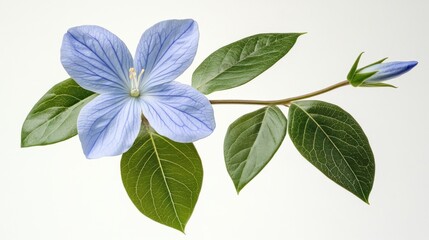 a blue flower on a stem with green leaves against white background